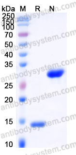 Recombinant Human PDGF-BB Protein, Tag free (Active)