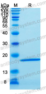 Recombinant Human IFNA1/Interferon alpha-D Protein, C-His (Active)