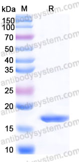 Recombinant Human IFNA2/IFN-alpha-2 Protein, Tag free (Active)