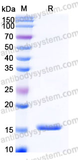 Recombinant Human IFNG/IFN-gamma Protein, Tag free (Active)