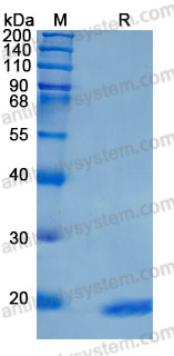 Recombinant Human IL1A/IL1F1 Protein, C-His (Active)