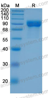 Recombinant Human PIGR Protein, C-His (Active)