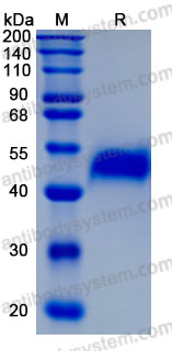 Recombinant Human APOH Protein, C-His (Active)