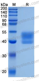 Recombinant Human LRG1 Protein, C-His (Active)