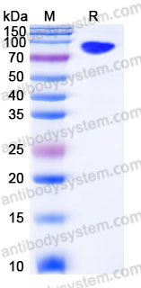 Recombinant Human CD71/TFRC Protein, N-His (Active)