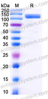 Recombinant Human CD71/TFRC Protein, N-Fc (Active)