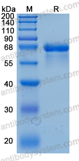 Recombinant Human HRG Protein, C-10*His (Active)