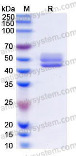 Recombinant Human CD3D & CD3E Heterodimer, C-Fc-Flag & C-Fc-His (Active)