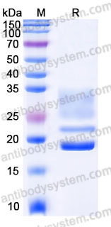 Recombinant Human CD3D & CD3E Heterodimer, C-His & Tag free (Active)