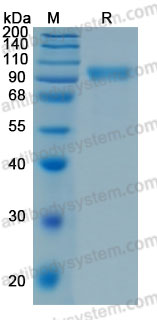 Recombinant Human CD340/ERBB2/HER2/NEU Protein, C-His (Active)