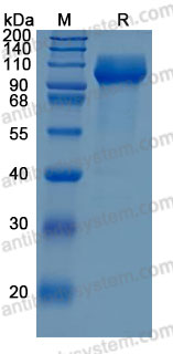 Recombinant Human NTRK1/TRKA Protein, C-hFc-His (Active)