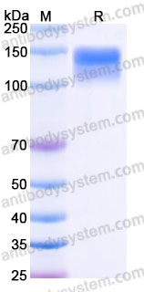 Biotinylated Human CD66e/CEA/CEACAM5 Protein, C-His-Avi