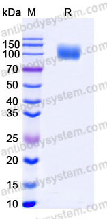 Recombinant Human CD66e/CEA Protein, C-His (Active)