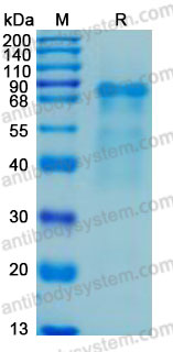 Recombinant Human CD141/THBD Protein, C-His (Active)