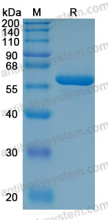 Recombinant Human P4HB Protein, C-10*His (Active)
