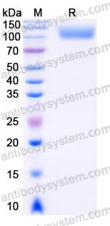 Recombinant Human CD115/CSF1R Protein, C-Fc (Active)