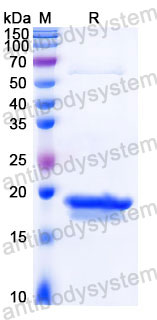 Recombinant Human CD3E Protein, C-His (Active)
