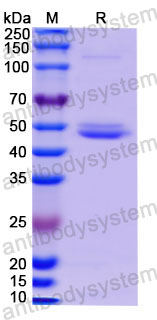 Recombinant Human CD3E Protein, C-Fc (Active)