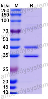 Recombinant Human CD3E Protein, C-mFc (Active)