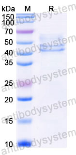 Recombinant Human CD3E & CD3G Heterodimer, C-Fc-His & C-Fc-Flag (Active)