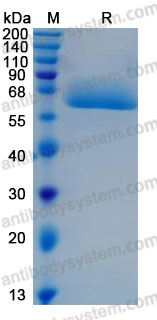 Recombinant Human CD98/SLC3A2 Protein, N-His (Active)
