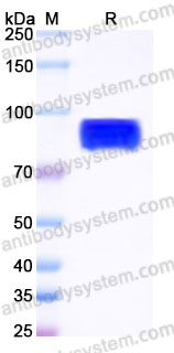 Biotinylated Human CD98/SLC3A2 Protein, N-His-Avi