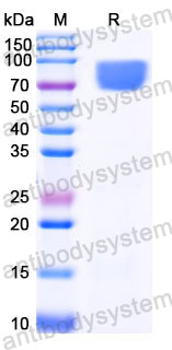 Recombinant Human CD98/SLC3A2 Protein, N-mFc (Active)
