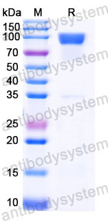 Recombinant Human CD98/SLC3A2 Protein, N-Fc (Active)
