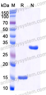Recombinant Human INHBA Protein, Tag free (Active)