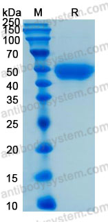 Recombinant Human CD14 Protein, C-His (Active)