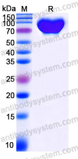 Biotinylated Human CD126/IL6R/IL-6RA Protein, C-Avi-His