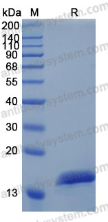 Recombinant Human CST2 Protein, C-10*His (Active)