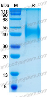Recombinant Human CD48 Protein, C-His (Active)