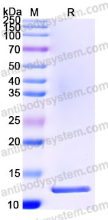 Biotinylated Human TGFB3/TGF-beta-3 Protein, N-Avi