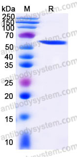 Recombinant Human Tau-441 (2N4R) Protein, Tag free (Active)