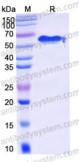 Recombinant Human Tau-412 (1N4R) Protein, Tag free (Active)