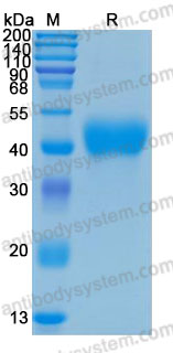 Recombinant Human TFPI Protein, C-His (Active)