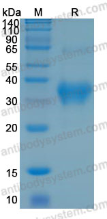 Recombinant Human CLU/Clusterin Protein, C-His (Active)