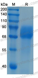 Recombinant Human GHR Protein, C-hFc-His (Active)