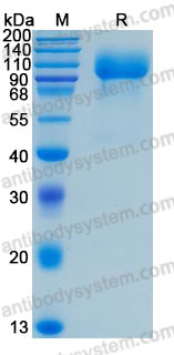 Recombinant Human CD331/FGFR1 Protein, C-hFc-His (Active)