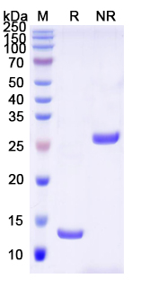 Recombinant Human BMP2 Protein, No tag