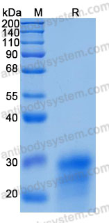 Recombinant Human TDGF1/CRIPTO Protein, C-His (Active)
