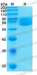 Recombinant Human CD102/ICAM2 Protein, C-hFc-His (Active)