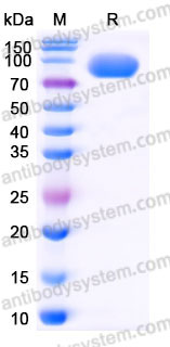 Recombinant Human CD155/PVR Protein, C-Fc (Active)