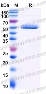 Recombinant Human CD155/PVR Protein, C-mFc (Active)
