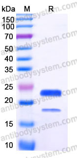 Recombinant Human VEGF165 Protein, Tag free (Active)