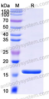 Recombinant Human VEGF121 Protein, Tag free (Active)