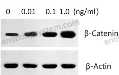 Recombinant Human CD227/MUC1 Protein, C-hFc-His (Active)