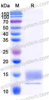 Recombinant Human CD227/MUC1 Protein, C-His (Active)