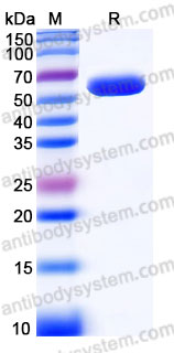 Biotinylated Human CD152/CTLA4 Protein, C-Fc-Avi